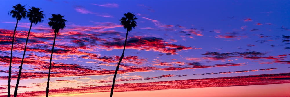 Silhouette of palm trees at sunrise Santa Barbara California USA Canvas Art - Panoramic Images (6 x 18)
