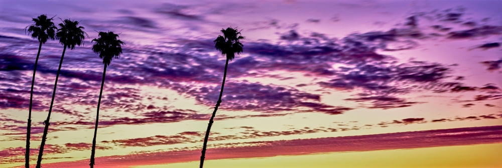 Silhouette of palm trees at sunrise Santa Barbara California USA Canvas Art - Panoramic Images (6 x 18)