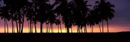 Silhouette of palm trees on the beach Puuhonua o Honaunau National Historical Park Big Island Hawaii USA Canvas Art - Panoramic Images (36 x 12)