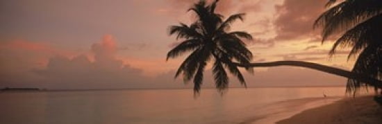 Silhouette of palm trees on the beach at sunrise Fihalhohi Island Maldives Canvas Art - Panoramic Images (36 x 12)