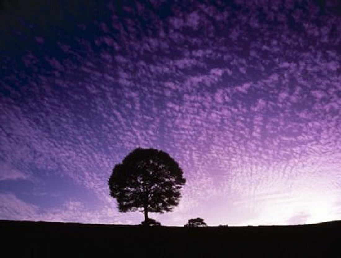 Silhouette of solitary tree with purple sunset Canvas Art - Panoramic Images (16 x 13)