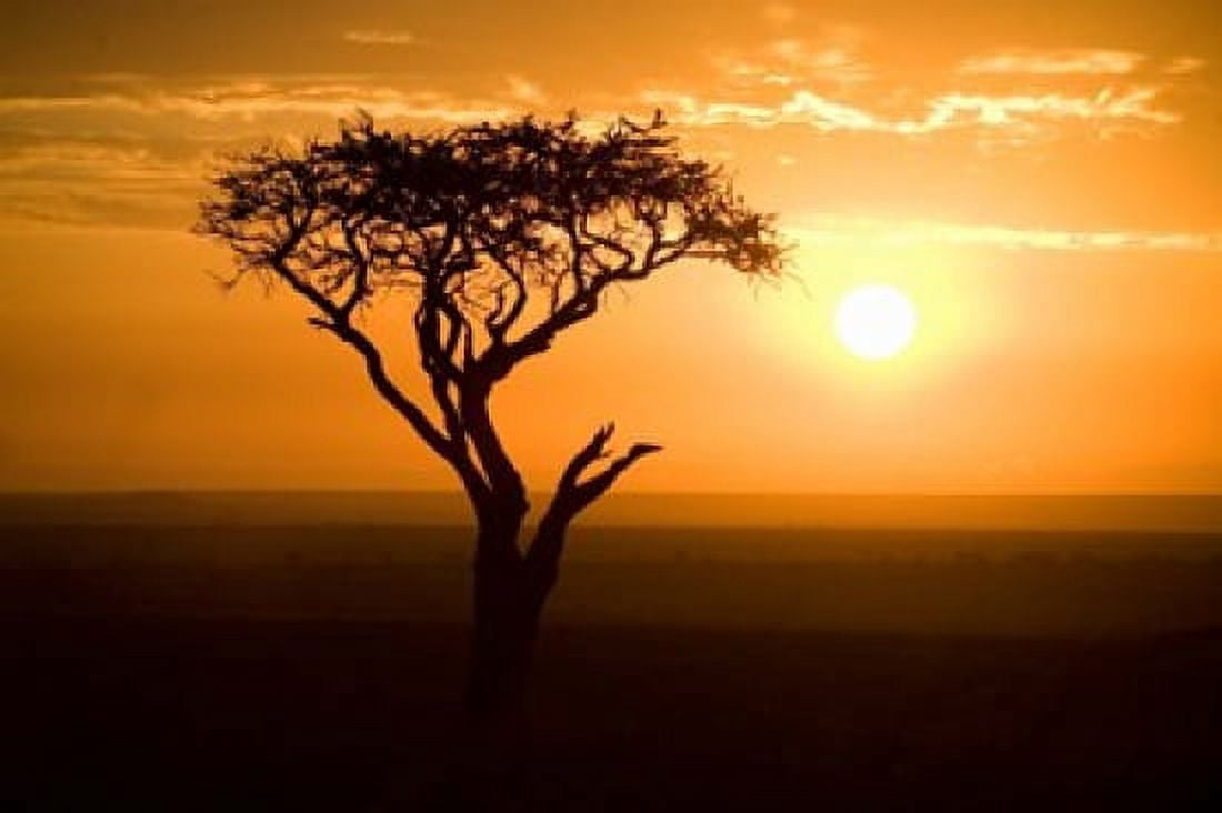 Silhouette of tree at dusk Tanzania Canvas Art - Panoramic Images (36 x 24)