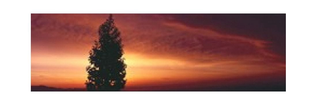 Silhouette of tree at sunset Anza Borrego Desert State Park Borrego Springs California USA Canvas Art - Panoramic Images (18 x 6)