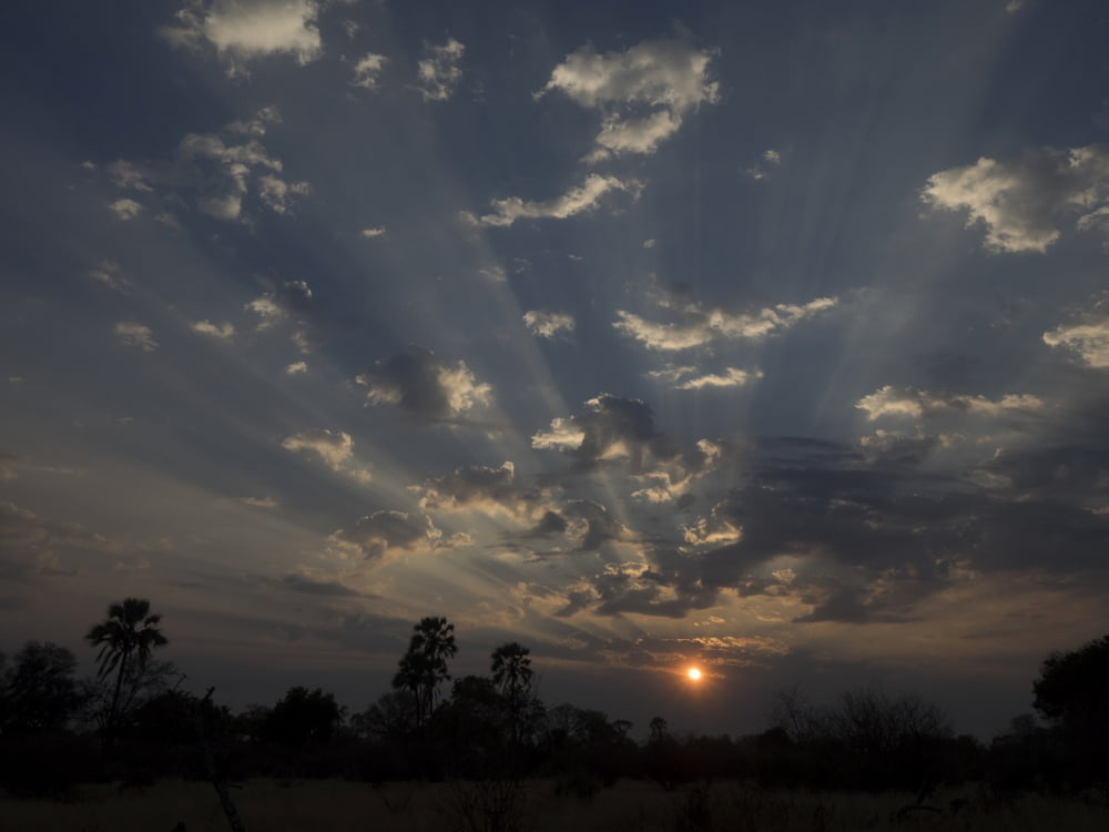 Silhouette of trees at dusk Okavango Delta Ngamiland Botswana Canvas Art - Panoramic Images (12 x 16)