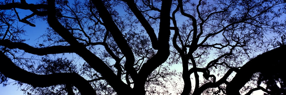 Silhouette of trees at sunrise Pacific Beach La Jolla San Diego San Diego County California USA Canvas Art - Panoramic Images (12 x 36)