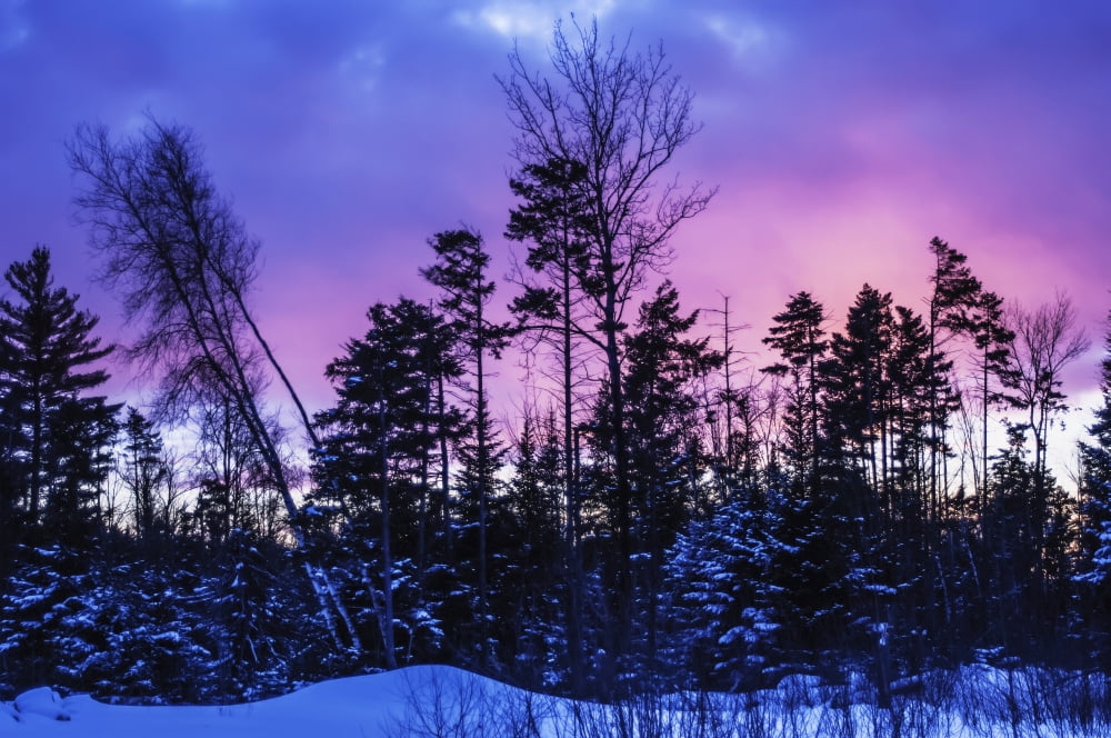 Silhouette of trees during a colourful sunset in winterQuebec canada Canvas Art - Jacques Laurent Design Pics (19 x 12)