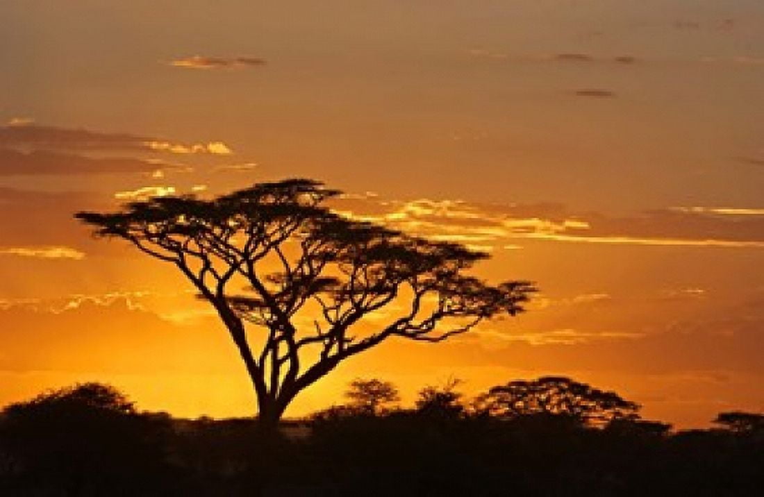 Silhouette of trees in a field Ngorongoro Conservation Area Arusha Region Tanzania Canvas Art - Panoramic Images (16 x 11)