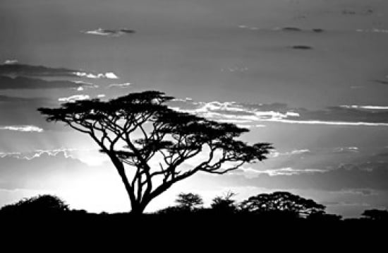 Silhouette of trees in a field Ngorongoro Conservation Area Arusha Region Tanzania Canvas Art - Panoramic Images (24 x 16)