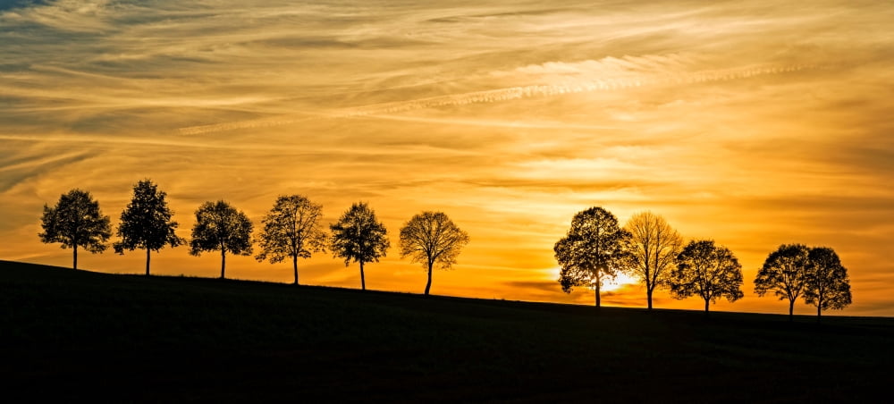 Silhouette of trees on a hill at dusk Baden-Wurttemberg Germany Canvas Art - Panoramic Images (7 x 15)