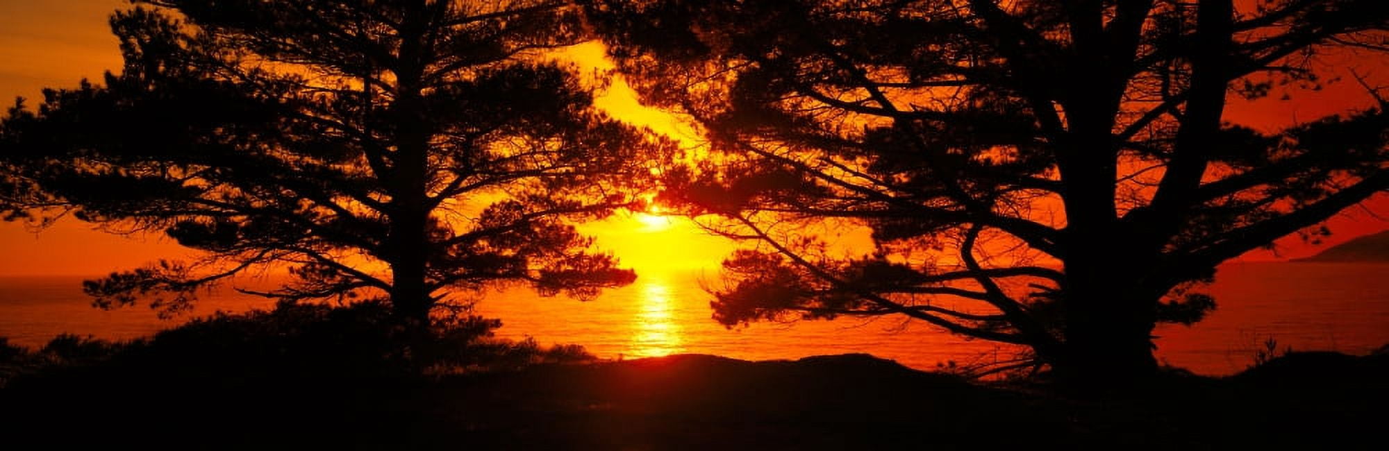 Silhouette of trees on the coast Big Sur California USA Canvas Art - Panoramic Images (27 x 9)