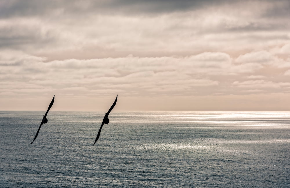 Silhouette of two crows flying over the Pacific ocean Pacifica San Mateo County California USA Canvas Art - Panoramic Images (24 x 36)