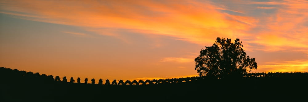 Silhouette of vineyard at sunset Paso Robles San Luis Obispo County California USA Canvas Art - Panoramic Images (27 x 9)