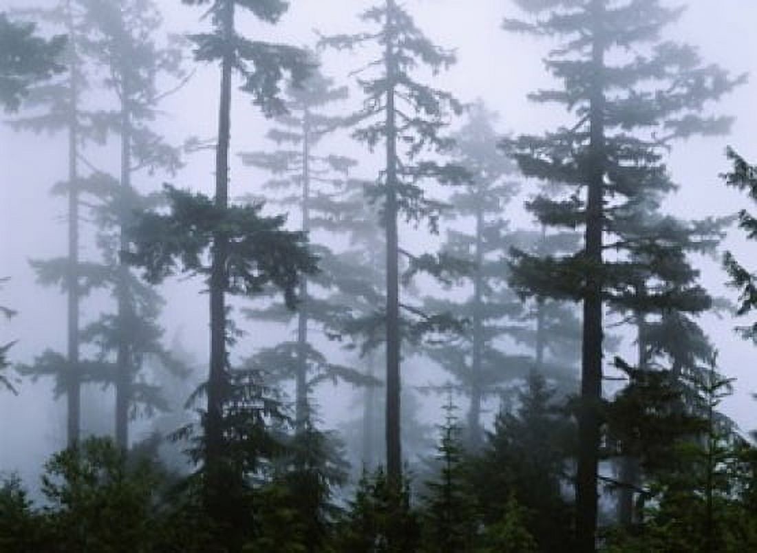 Silhouette of trees with fog Douglas Fir Hemlock Tree Olympic Mountains Olympic National Park Washington State USA Canvas Art - Panoramic Images (24 x 18)