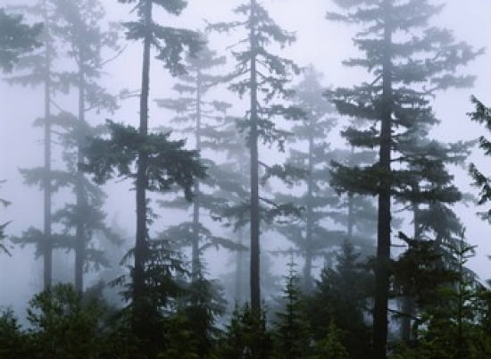 Silhouette of trees with fog Douglas Fir Hemlock Tree Olympic Mountains Olympic National Park Washington State USA Canvas Art - Panoramic Images (36 x 24)