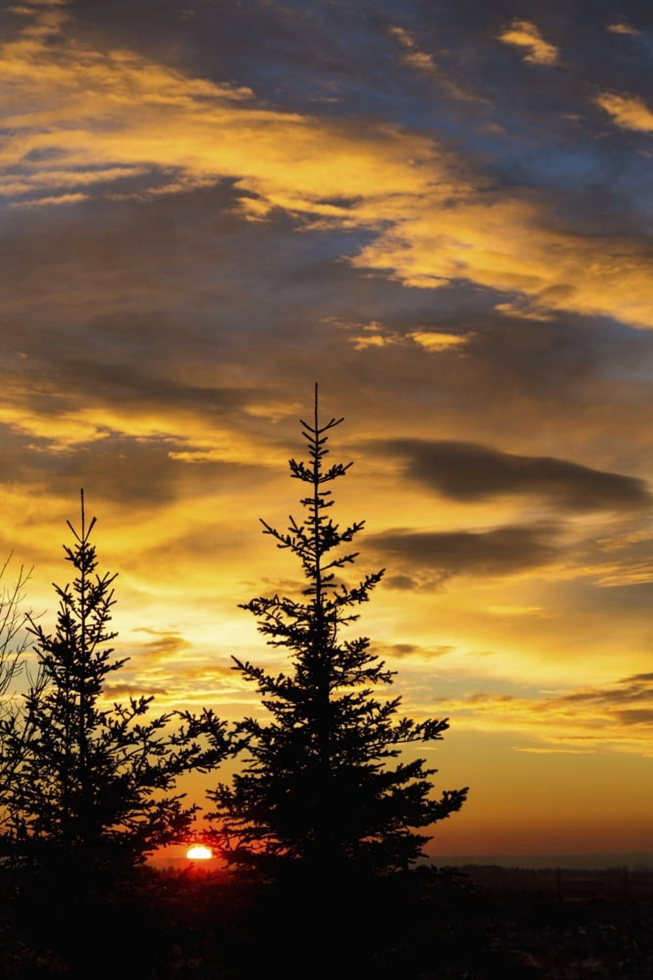 Silhouette of two evergreen trees with dramatic colourful clouds with sunrise Calgary Alberta Canada Canvas Art - Michael Interisano Design Pics (12 x 19)