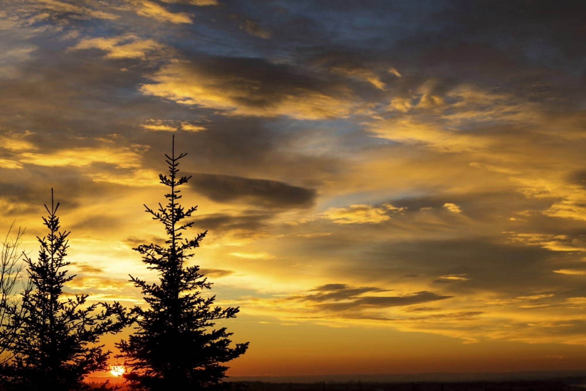 Silhouette of two evergreen trees with dramatic colourful clouds with sunrise Calgary Alberta Canada Canvas Art - Michael Interisano Design Pics (19 x 12)