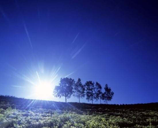 Silhouette with trees in sparse field back lit by white sun Canvas Art - Panoramic Images (36 x 30)