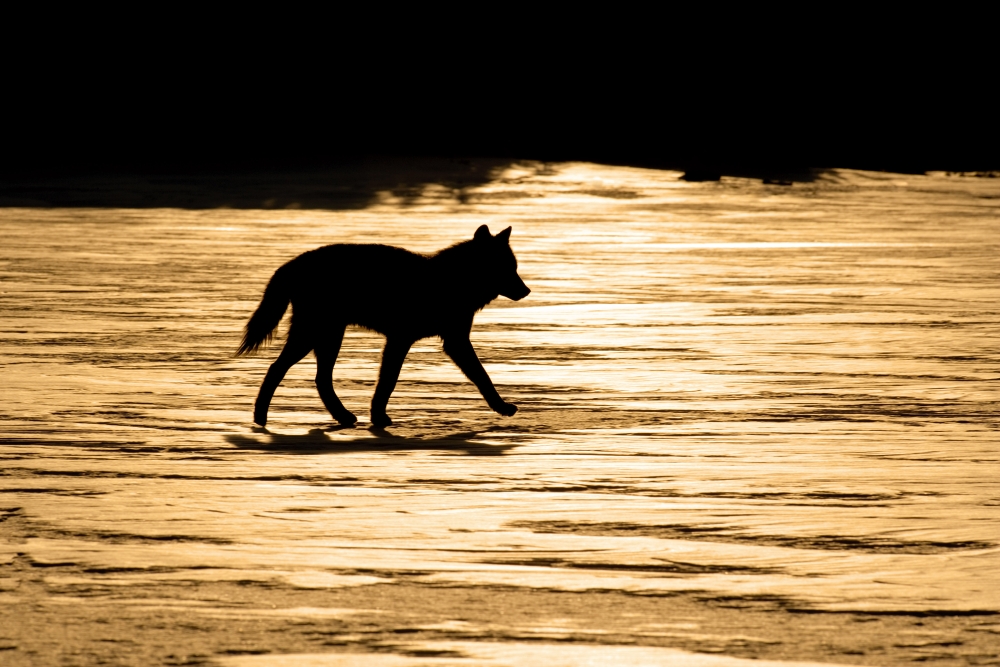 Silhouetted Archipelago Wolf Trotting Across Snow Field In Evening Sunlight Southeast Alaska Winter Canvas Art - John Hyde  Design Pics (17 x 11)