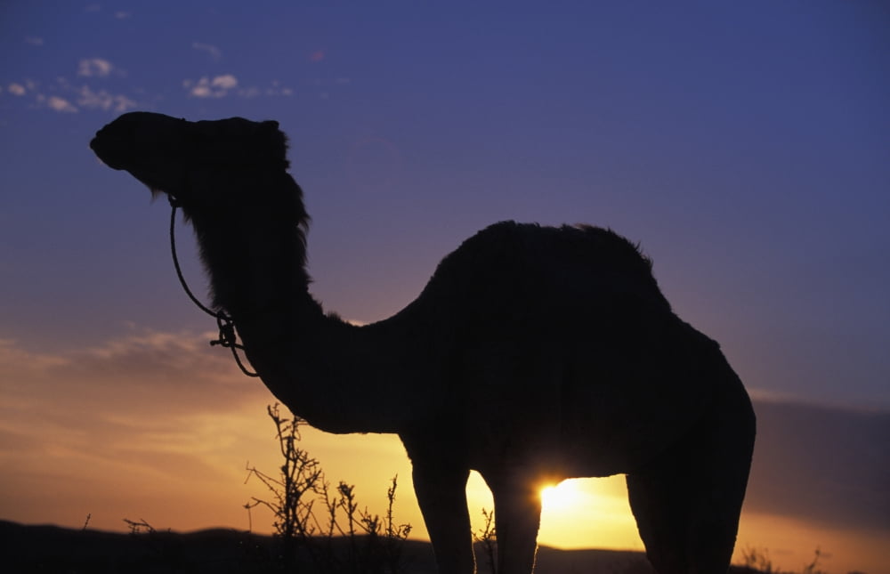 Silhouetted Camel At Sunset Canvas Art - Paul Quayle Design Pics (19 x 12)