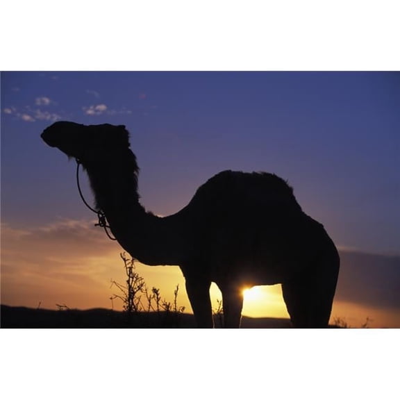 Silhouetted Camel At Sunset Poster Print - 19 x 12
