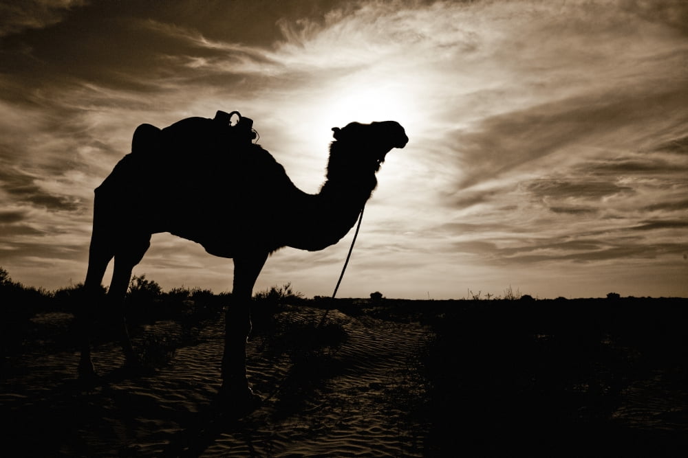 Silhouetted Camel Sahara Desert Douz Tunisia Canvas Art - David DuChemin Design Pics (38 x 24)
