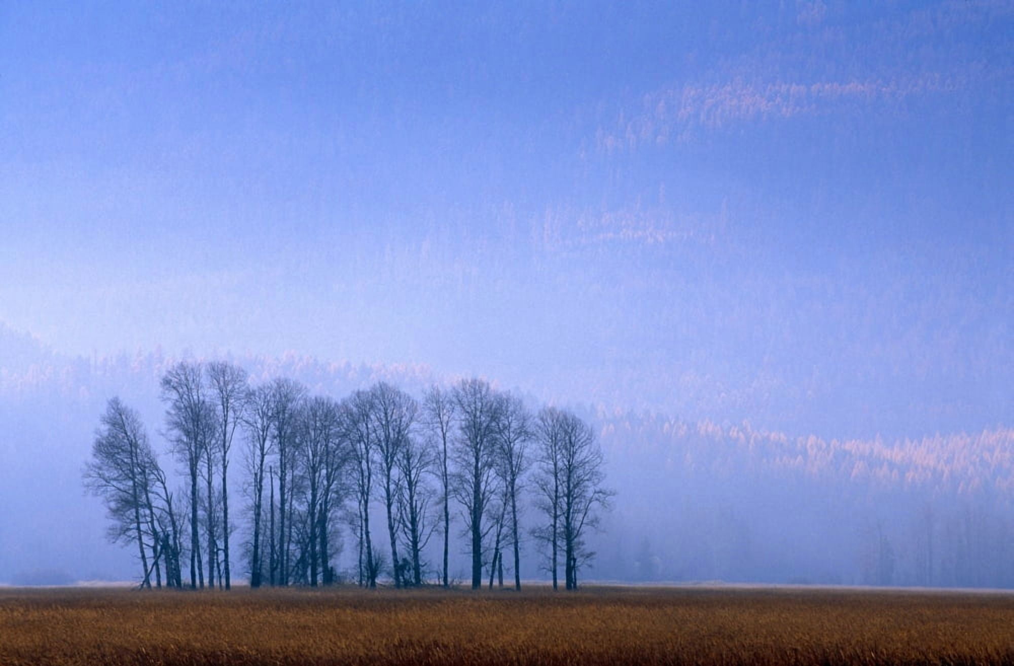 Silhouetted Cottonwood Trees Swan River National Wildlife Refuge Autumn Mist Canvas Art - Natural Selection John Reddy Design Pics (36 x 24)