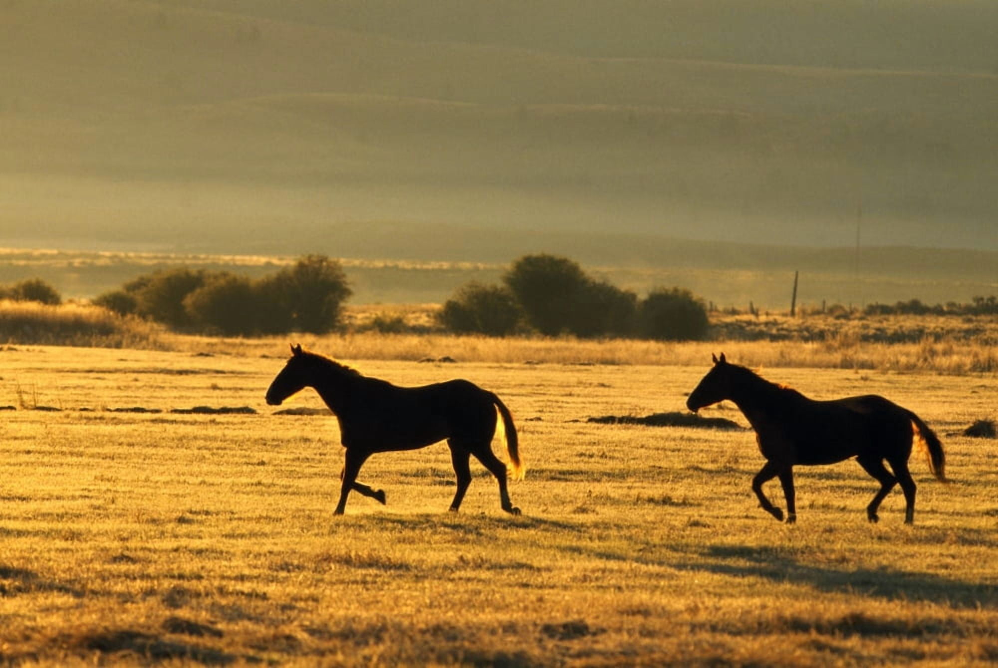 Silhouetted Horses Running Canvas Art - Natural Selection Craig Tuttle Design Pics (18 x 12)