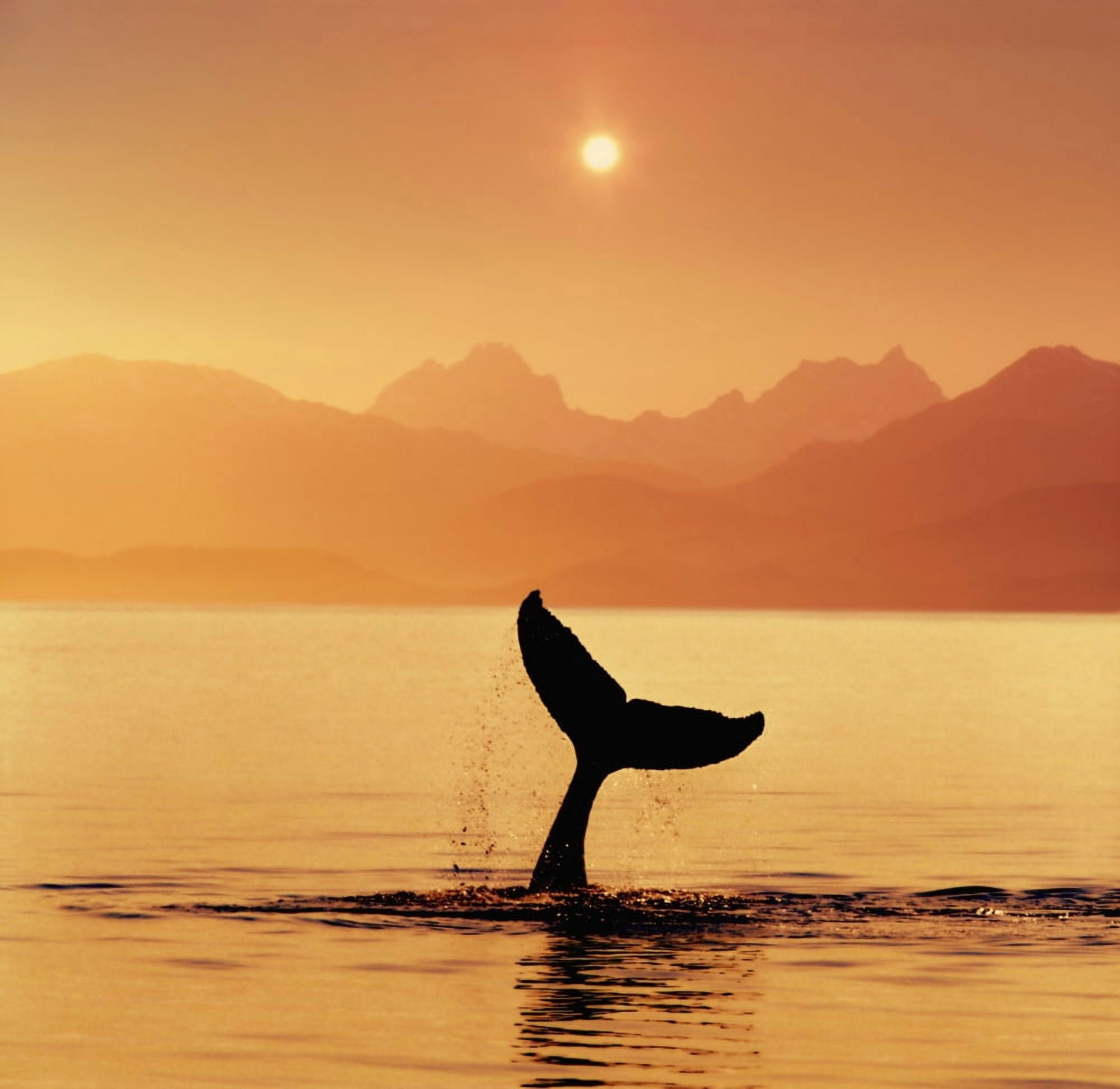 Silhouetted Humpback Whale Tail Sunset Lynn Canal Ak Se Summer Coast Mtns Composite Canvas Art - John Hyde Design Pics (17 x 16)