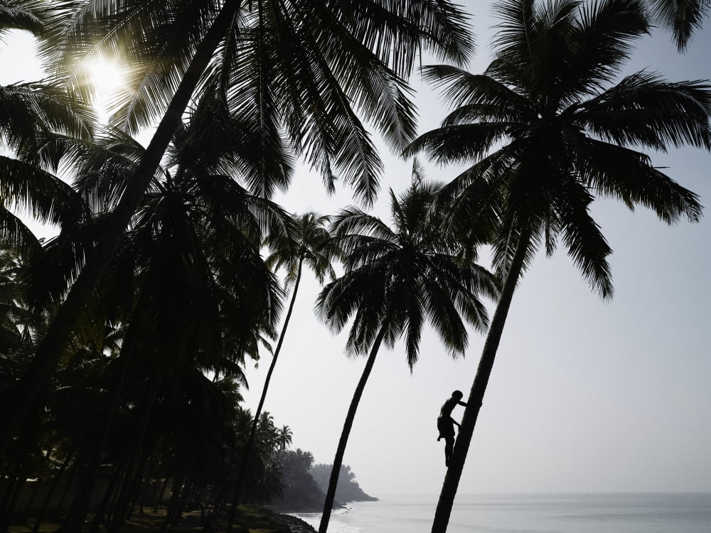 Silhouetted Man Climbing A Palm Tree To Pick Coconuts Canvas Art - Alan Williams Design Pics (34 x 26)