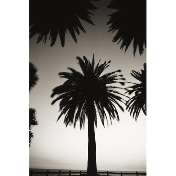 Silhouetted Palm Tree Centered Between Other Palm Tree Tops At Dusk - Black & White Photograph Poster Print - 12 x 18