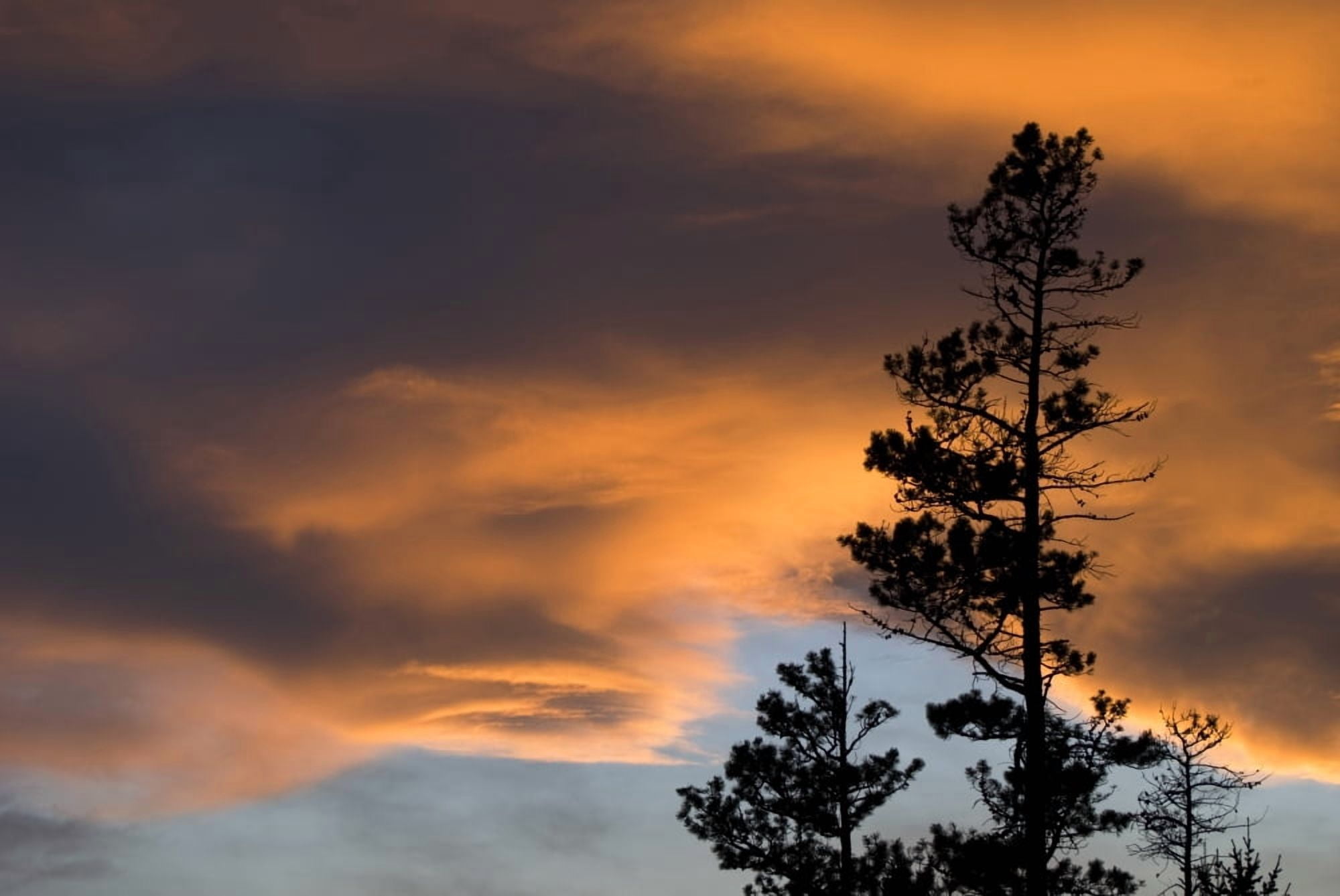 Silhouetted Tree At Sunset Canvas Art - Philippe Widling Design Pics (17 x 11)