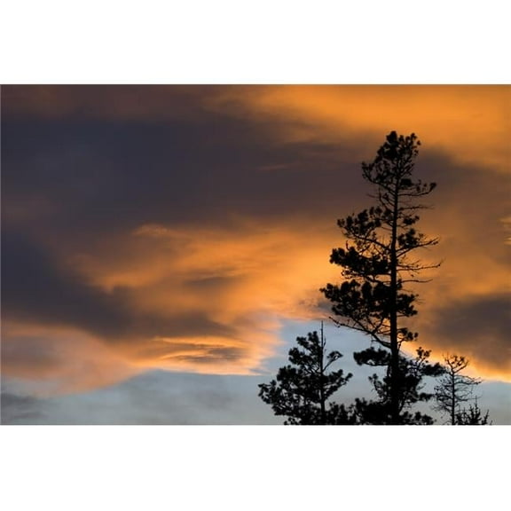 Silhouetted Tree At Sunset Poster Print, 17 x 11