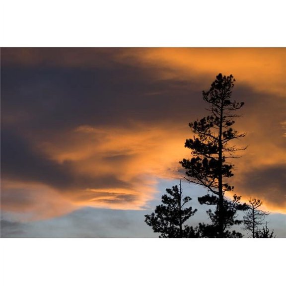 Silhouetted Tree At Sunset Poster Print, Large - 34 x 22