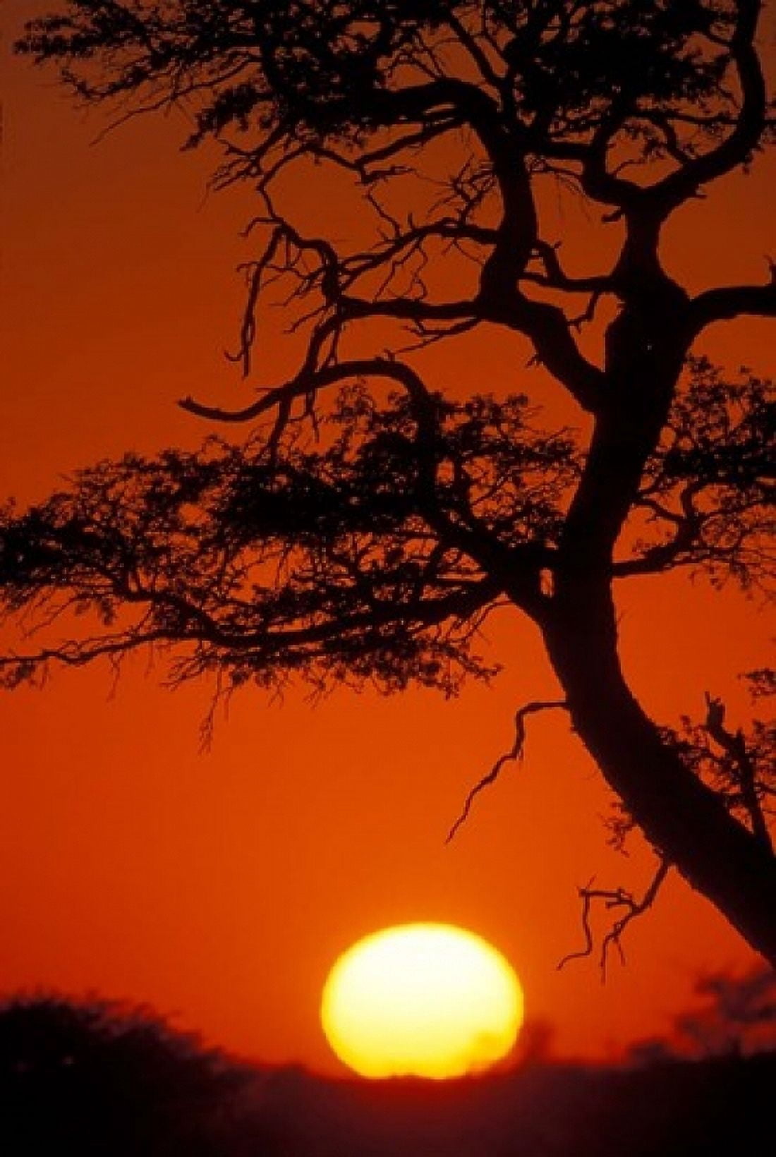 Silhouetted Tree Branches Kalahari Desert Kgalagadi Transfrontier Park South Africa Canvas Art - Paul Souders DanitaDelimont (12 x 17)