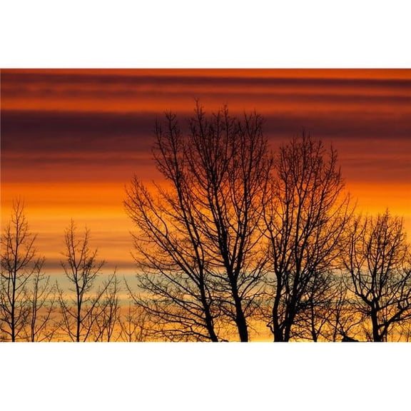 Silhouetted Tree Branches with Dramatically Colourful Clouds at Sunrise - Calgary Alberta Canada Poster Print - 38 x 24 in. - Large