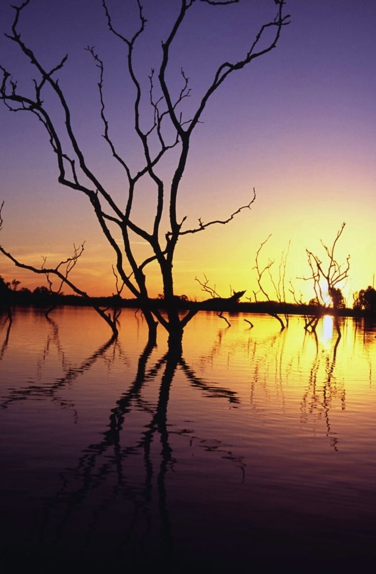 Silhouetted Trees In Lake Bennet At Sunset Canvas Art - Paul Miles Design Pics (11 x 17)