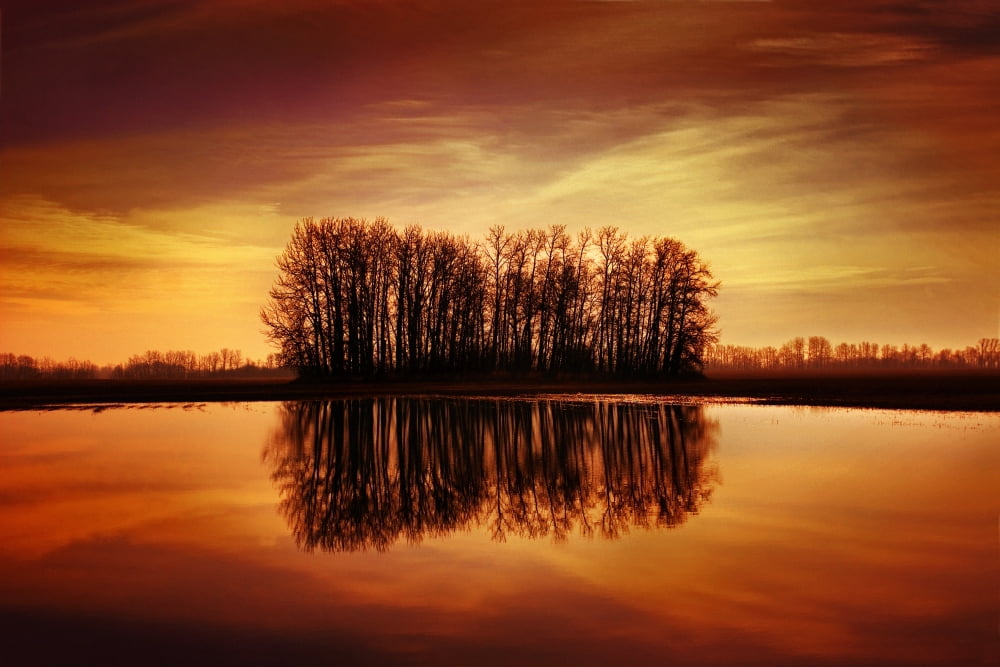 Silhouetted Trees Reflected On Water Canvas Art - Don Hammond Design Pics (17 x 11)