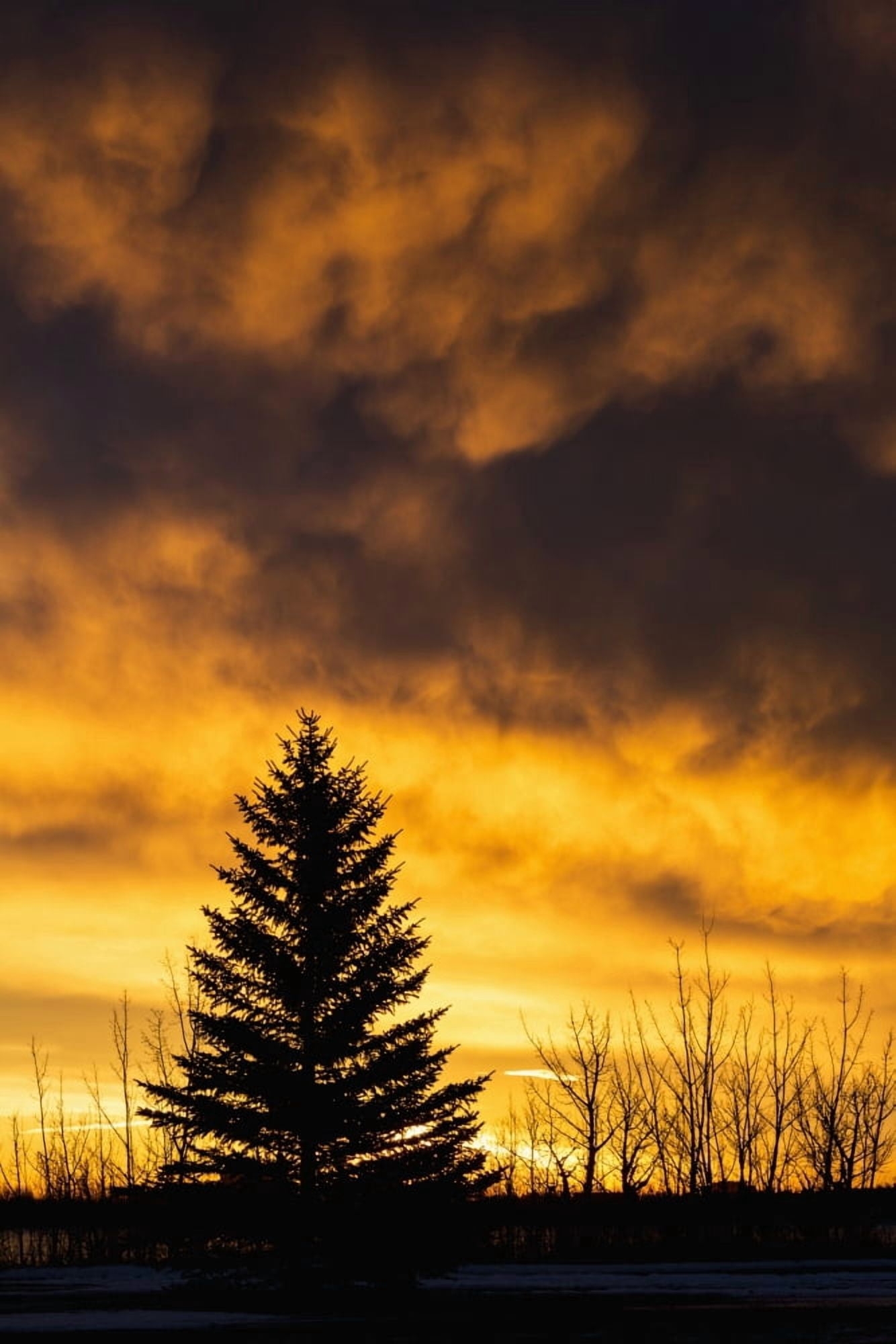Silhouetted evergreen tree with dramatically colourful clouds at sunrise Calgary Alberta Canada Canvas Art - Michael Interisano Design Pics (12 x 19)
