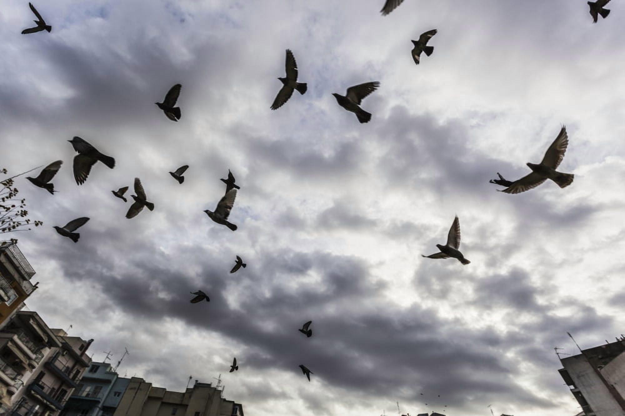 Silhouetted flock of birds flying against a cloudy sky Thessaloniki Greece Canvas Art - Reynold Mainse Design Pics (19 x 12)