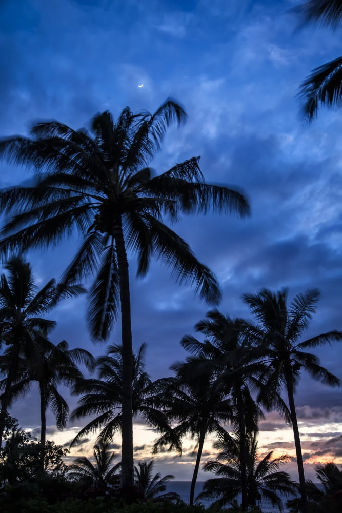 Silhouetted palm trees under a cloudy sky at sunset Hawaii United States of America Canvas Art - Scott Mead Design Pics (12 x 19)