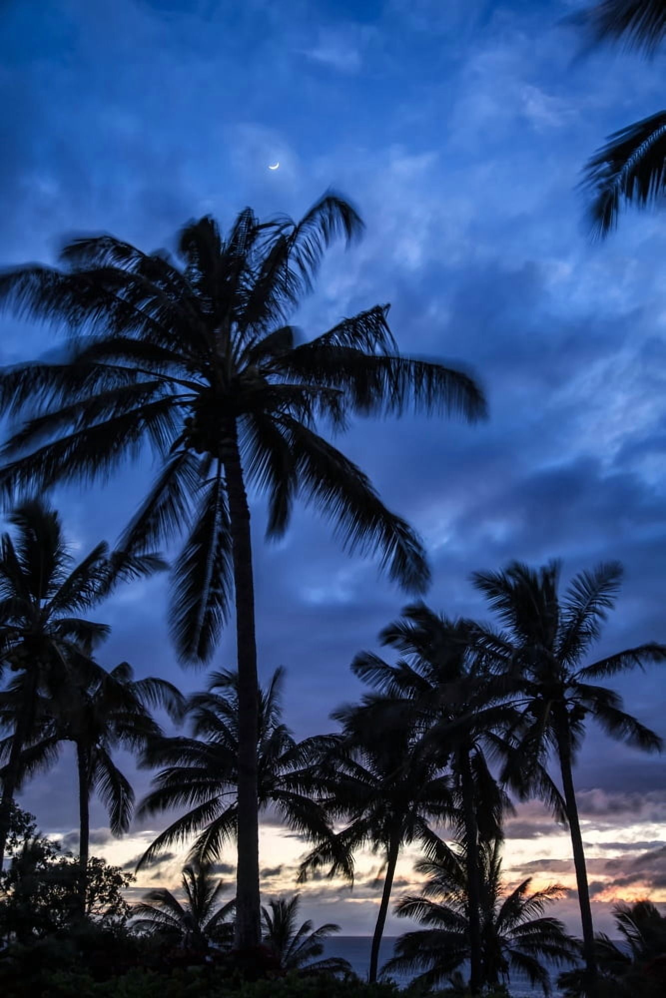 Silhouetted palm trees under a cloudy sky at sunset Hawaii United States of America Canvas Art - Scott Mead Design Pics (24 x 38)