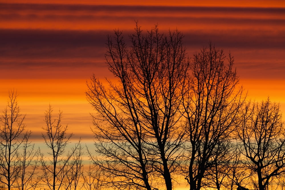 Silhouetted tree branches with dramatically colourful clouds at sunrise Calgary Alberta Canada Canvas Art - Michael Interisano Design Pics (19 x 12)