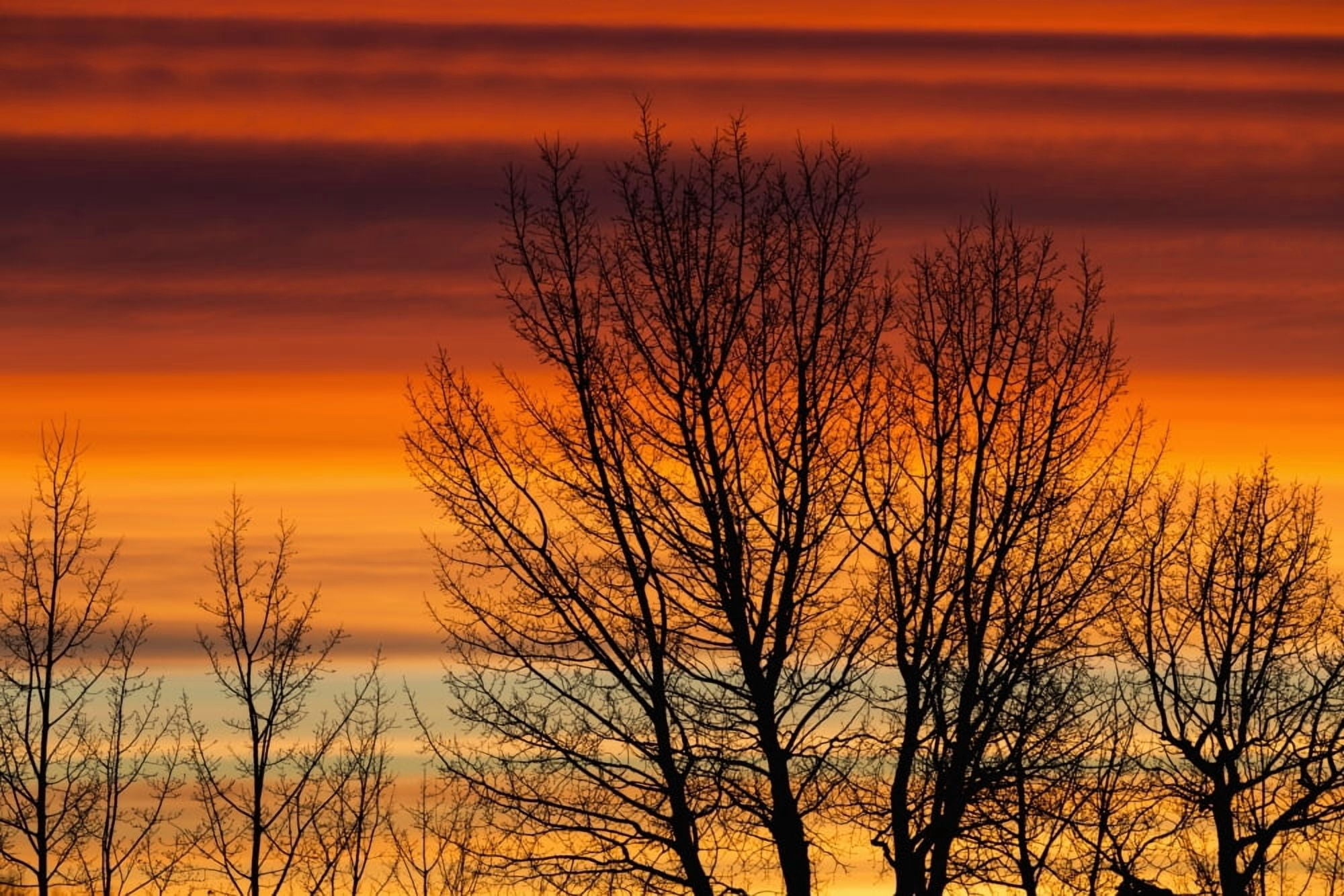 Silhouetted tree branches with dramatically colourful clouds at sunrise Calgary Alberta Canada Canvas Art - Michael Interisano Design Pics (38 x 24)