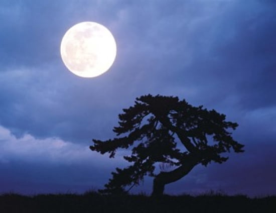 Silhouetted tree with full moon in sky Canvas Art - Panoramic Images (24 x 19)