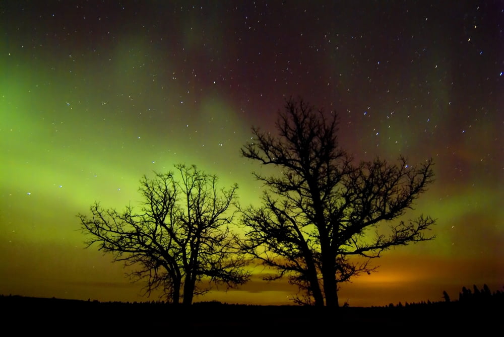 Silhouettes Of Bur Oak Trees And Northern Lights Birds Hill Provincial Park Manitoba Canvas Art - Mike Grandmaison Design Pics (17 x 12)