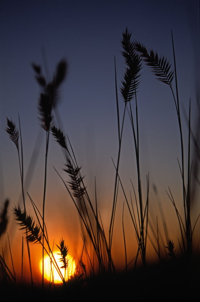 Silhouettes Of Wheat In A Farmers Field At Sunset Val Marie Saskatchewan Canvas Art - Robert Postma Design Pics (11 x 17)
