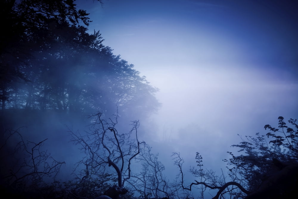 Silhouettes of trees and branches in a dark misty forest Denmark Canvas Art - Evgeny KuklevStocktrek Images (18 x 12)