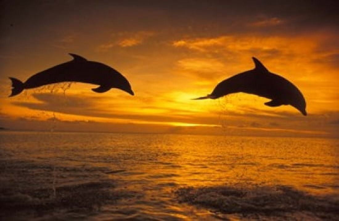 Silhoutte of Bottlenose Dolphins Caribbean Canvas Art - Stuart Westmorland DanitaDelimont (27 x 18)