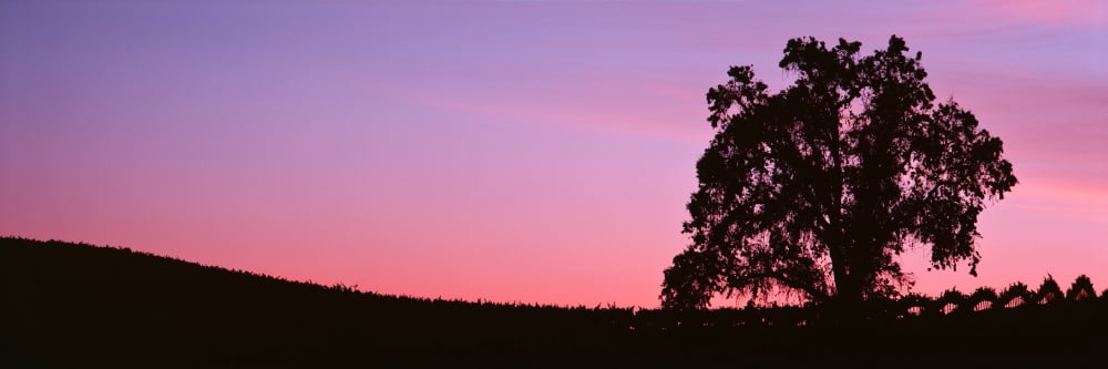 Silhoutte of Oaktree in vineyard Paso Robles California USA Canvas Art - Panoramic Images (36 x 12)