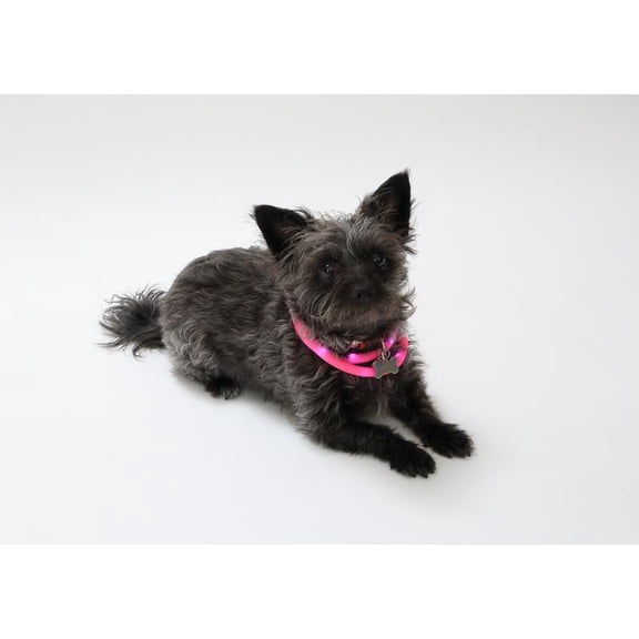 Silicone Cuttable LED Illuminated Dog Collar - USB Rechargeable - Pink
